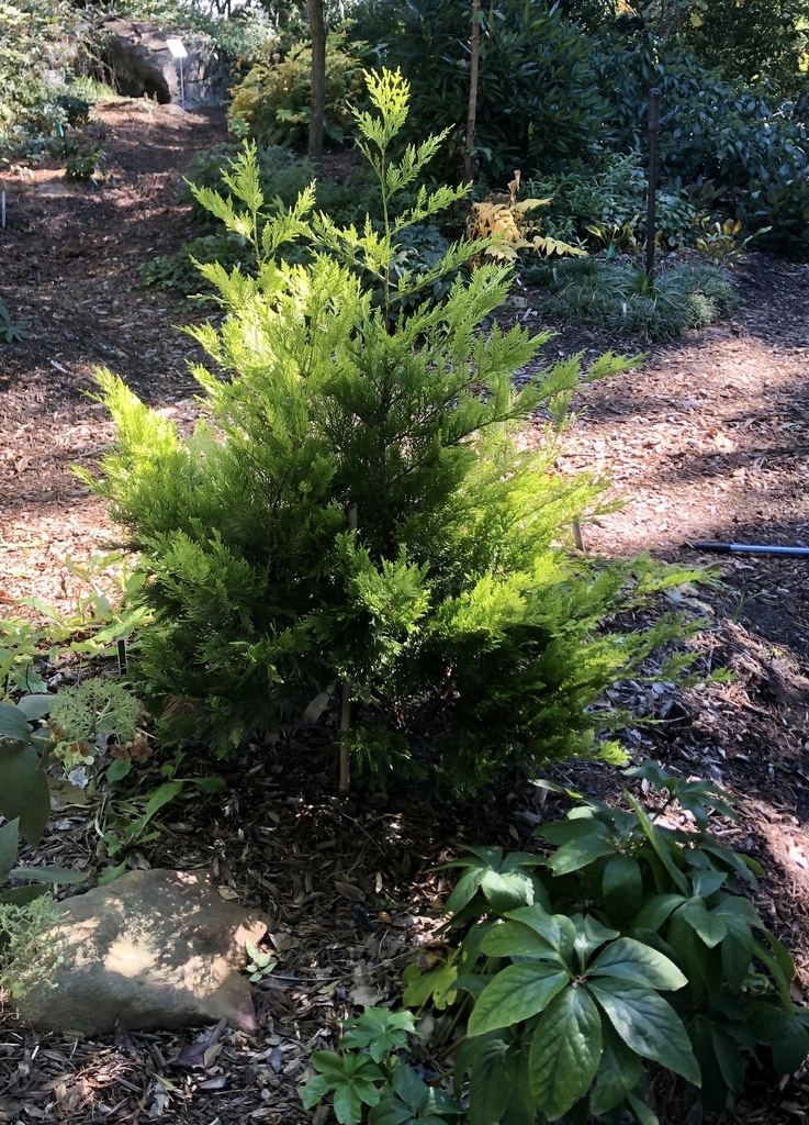 'Golconda' Form - Fall - Wake Co., NC