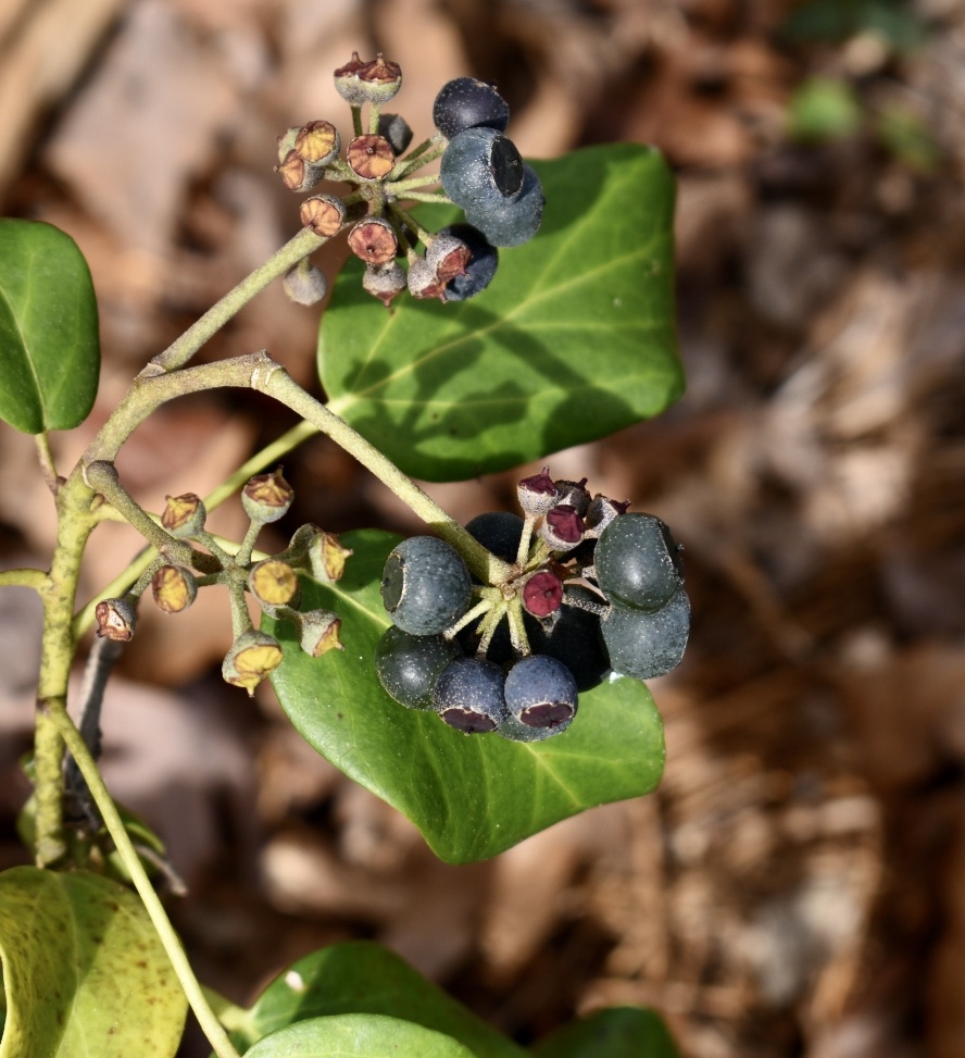 Berries/Leaves - March 22 - Warren Co., NC