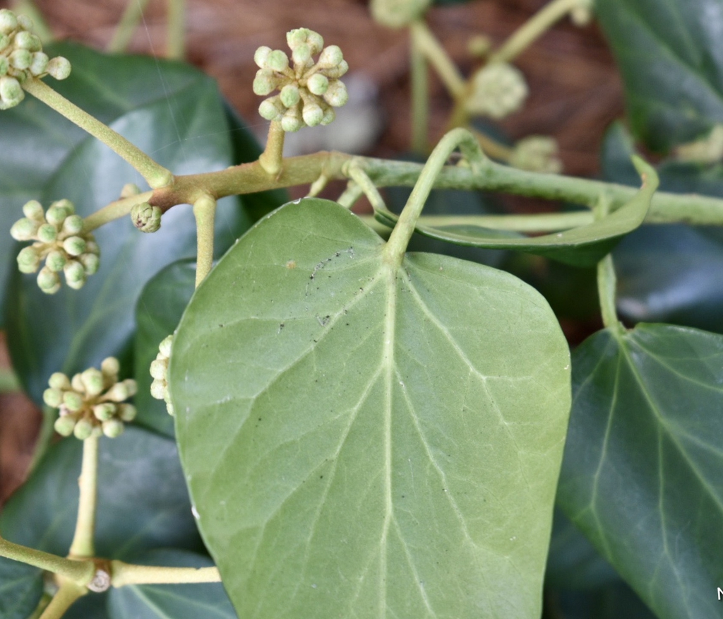 Leaf Underside - Fall - Warren Co., NC