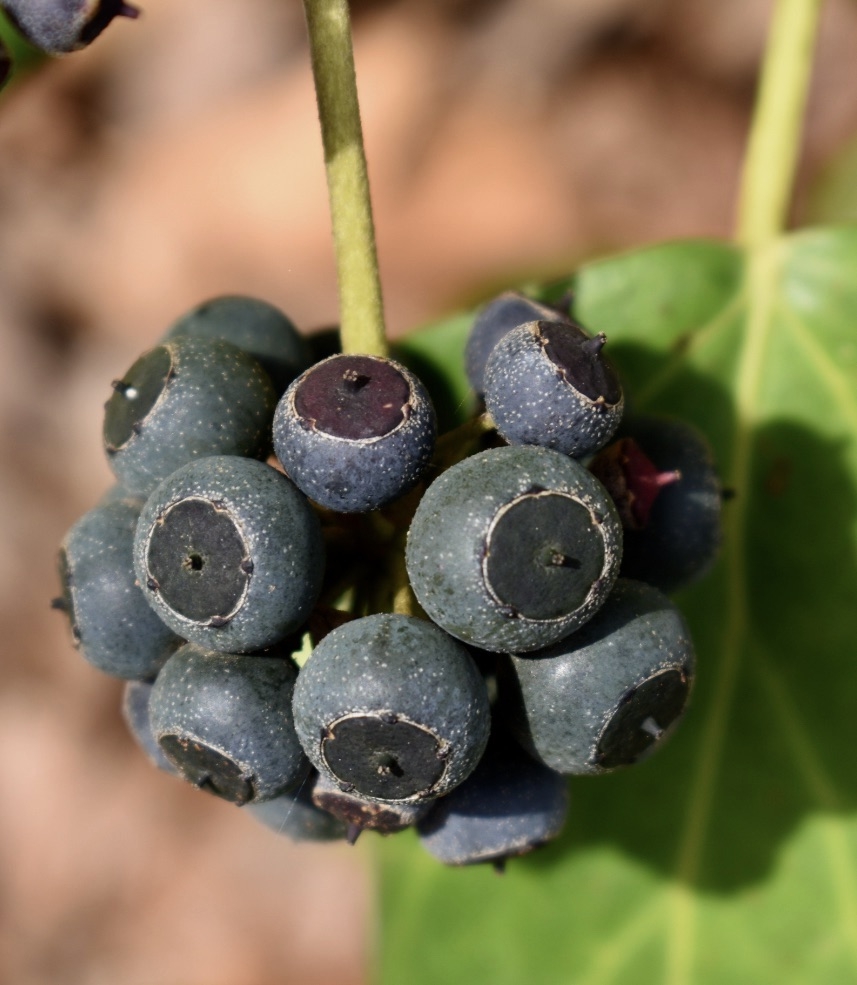 Berries - March 22 - Warren Co., NC
