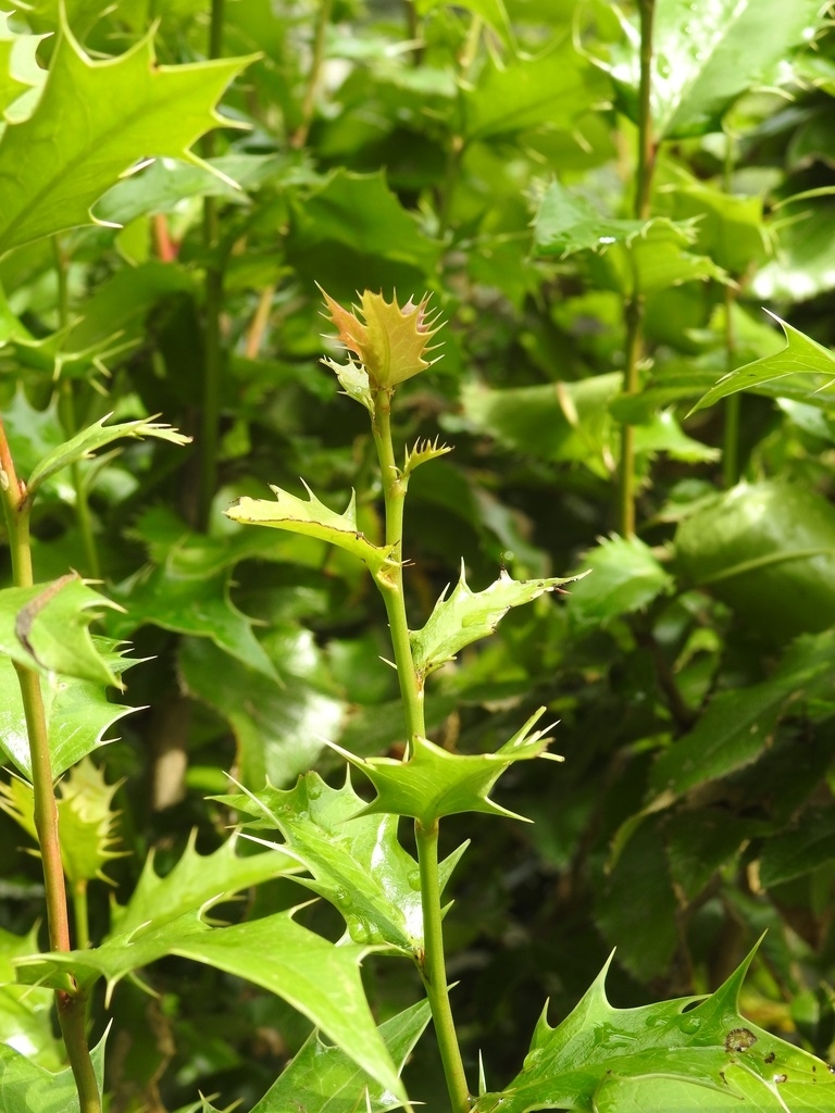 New Leaves Red