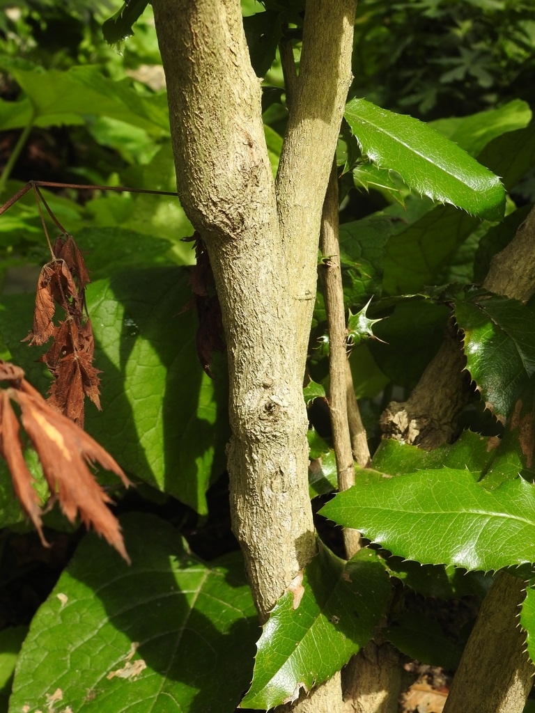 Bark