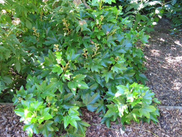 Form as groundcover