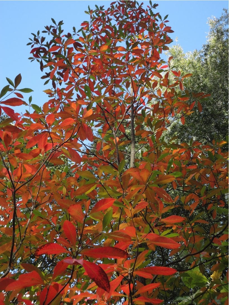 Fall Color- Mecklenburg Co.