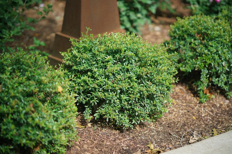 Rounded form of the shrub