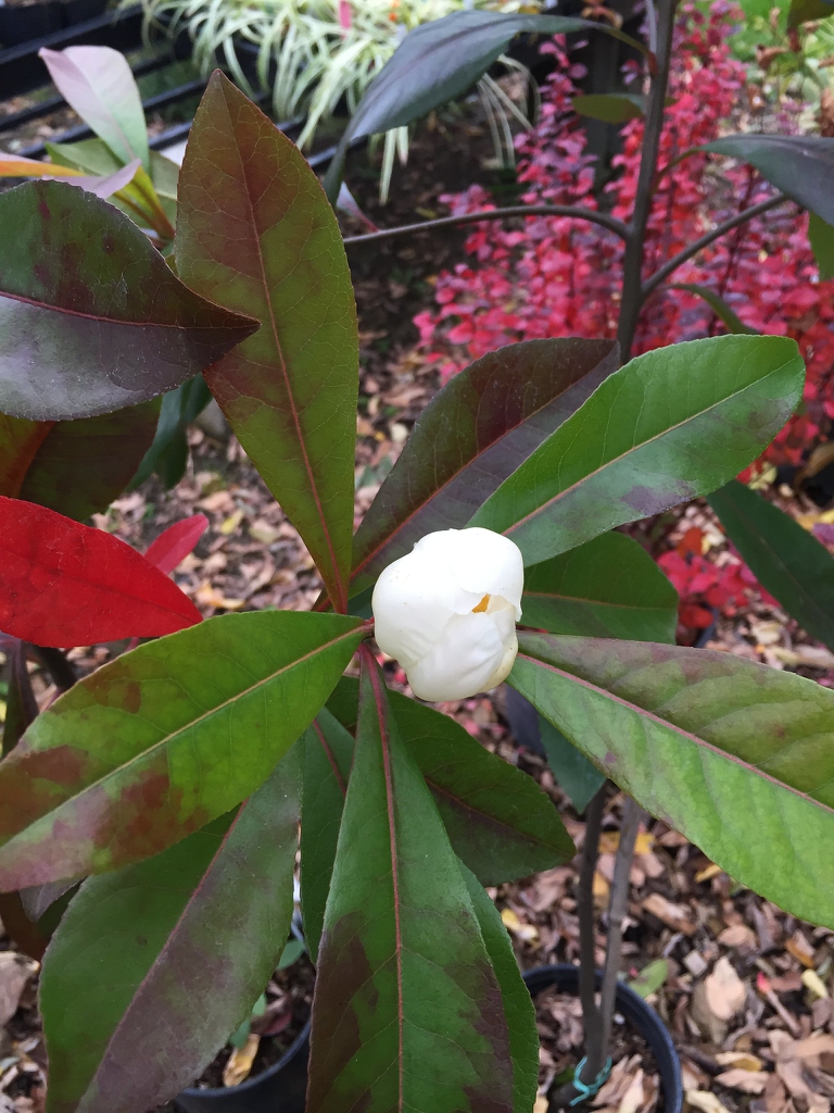 x Gordlinia grandiflora