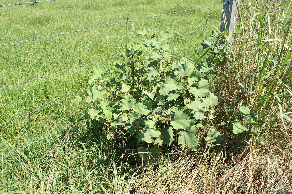 Xanthium strumarium