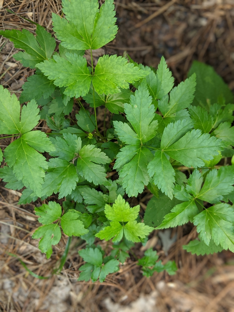 young form July 2021