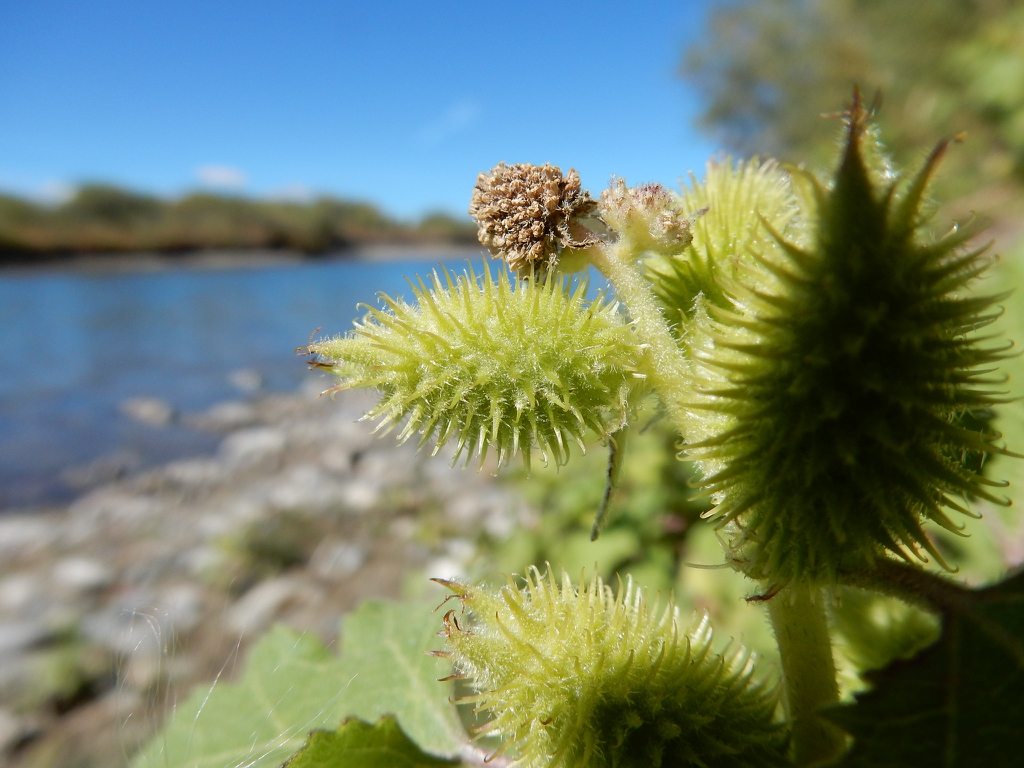 Fruit- burs