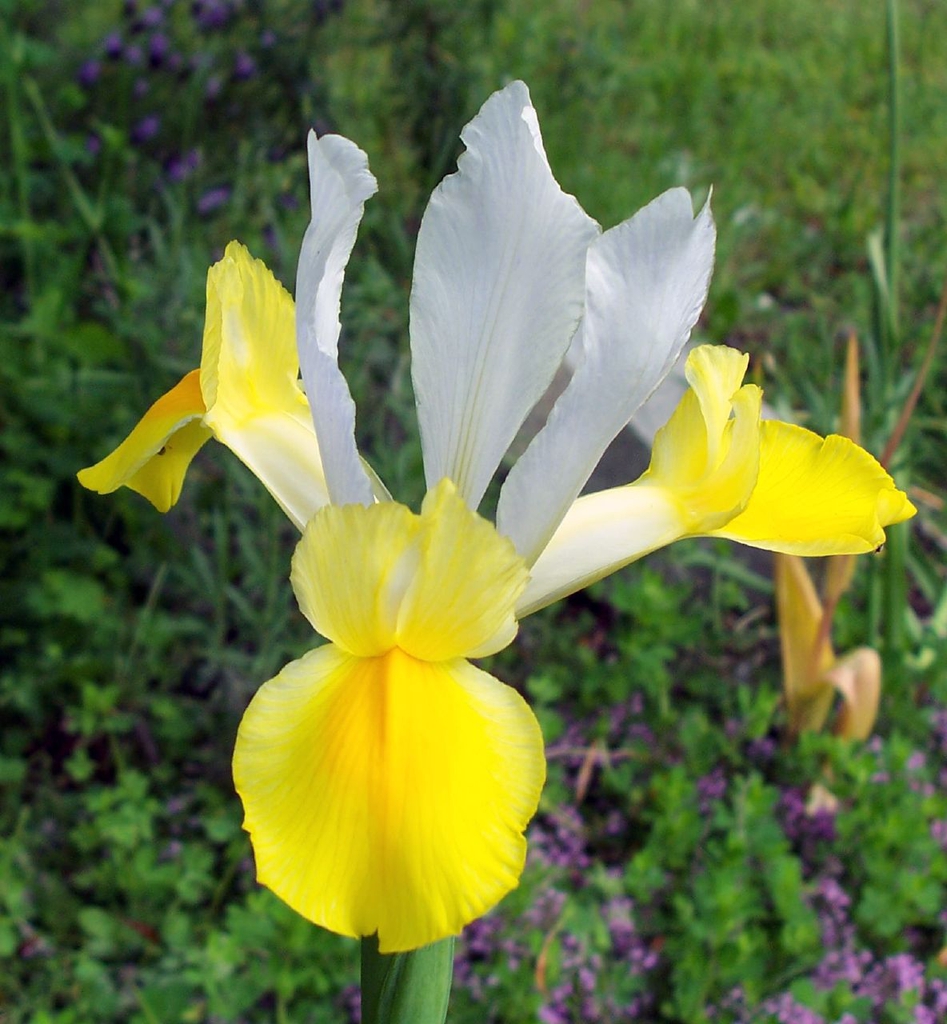 yellow and white iris