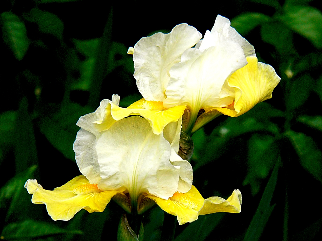 Yellow Iris flower