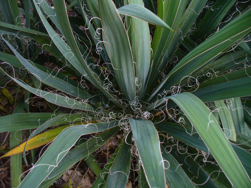 Close up of the rosette showing filamentous margins.