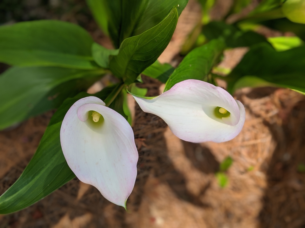 Zantedeschia