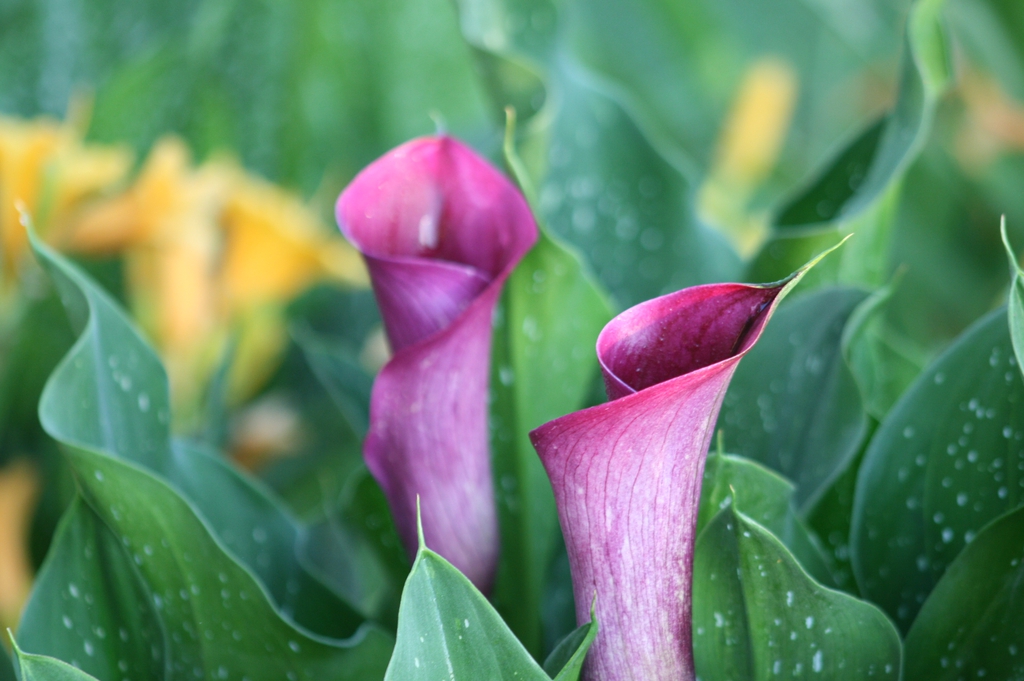 Zantedeschia Aethiopica