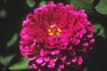 Zinnia elegans