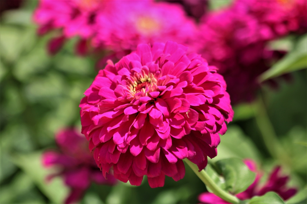 Double flower