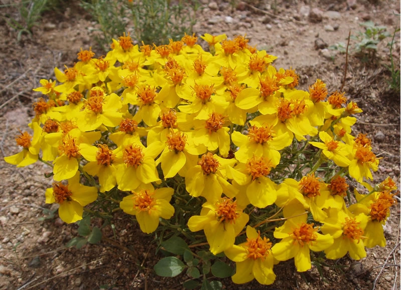 Zinnia grandiflora