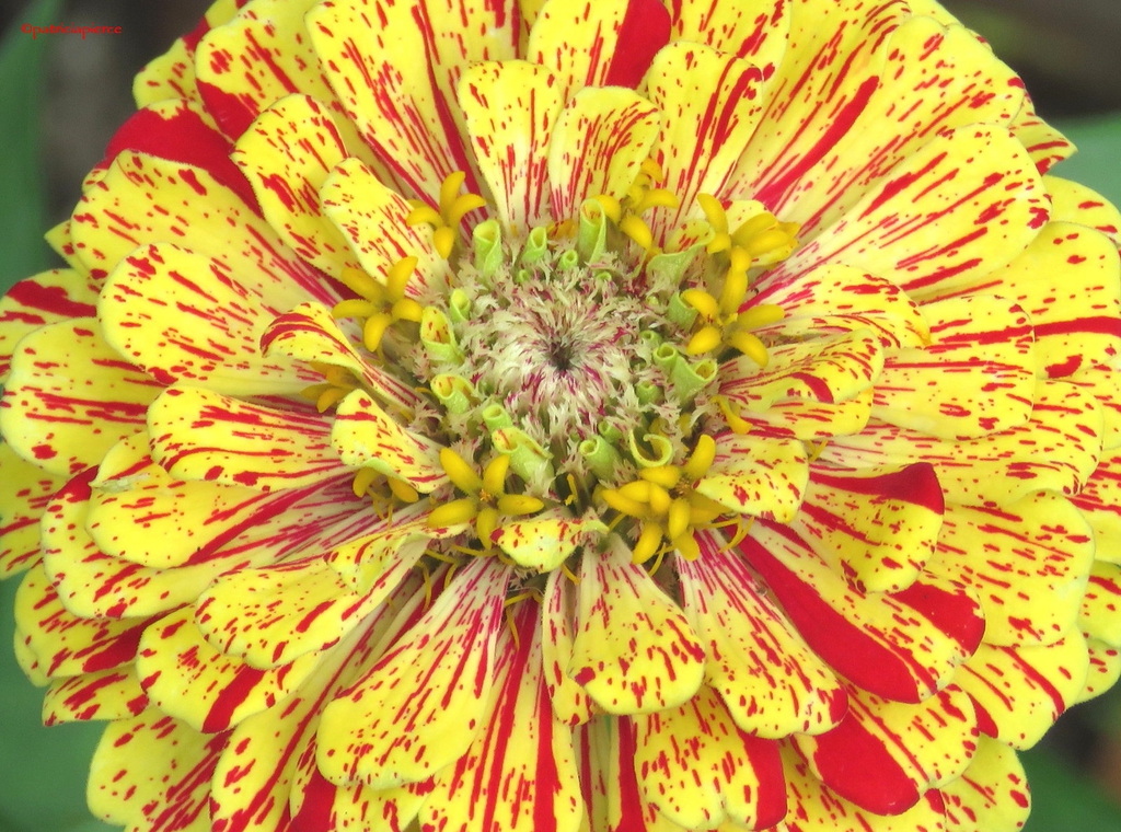 Variegated flower