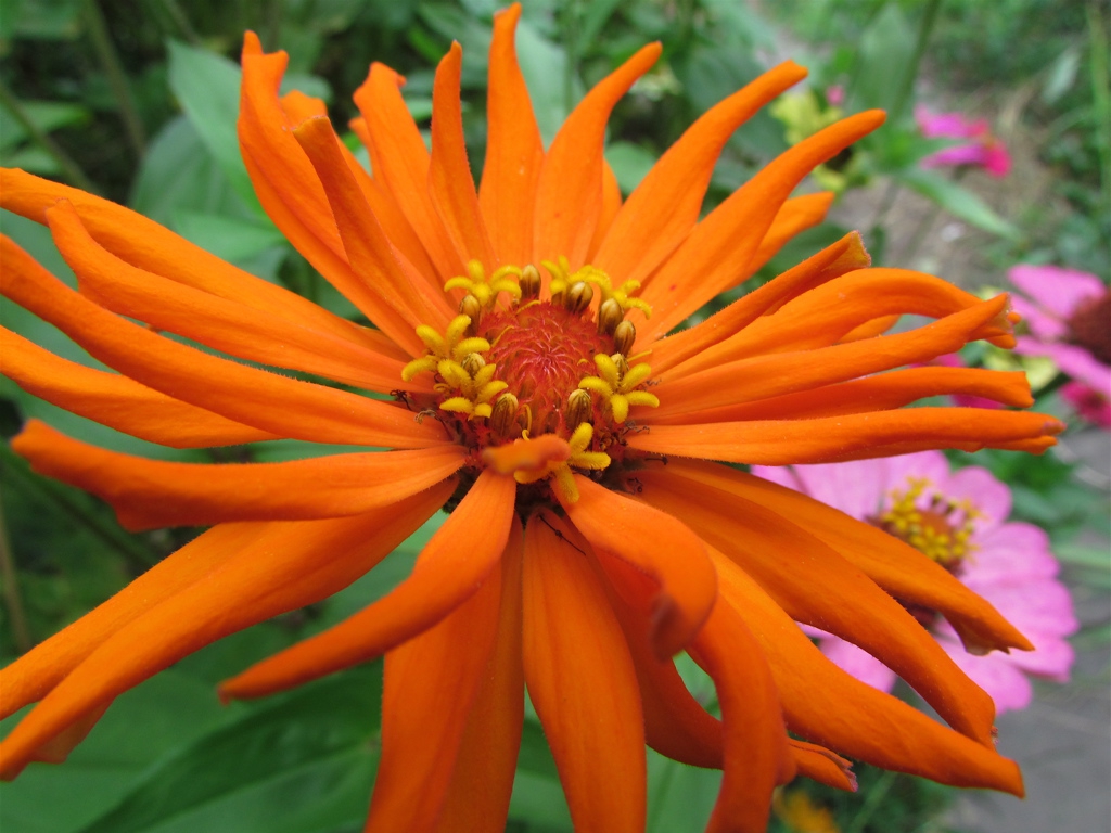 Flowers