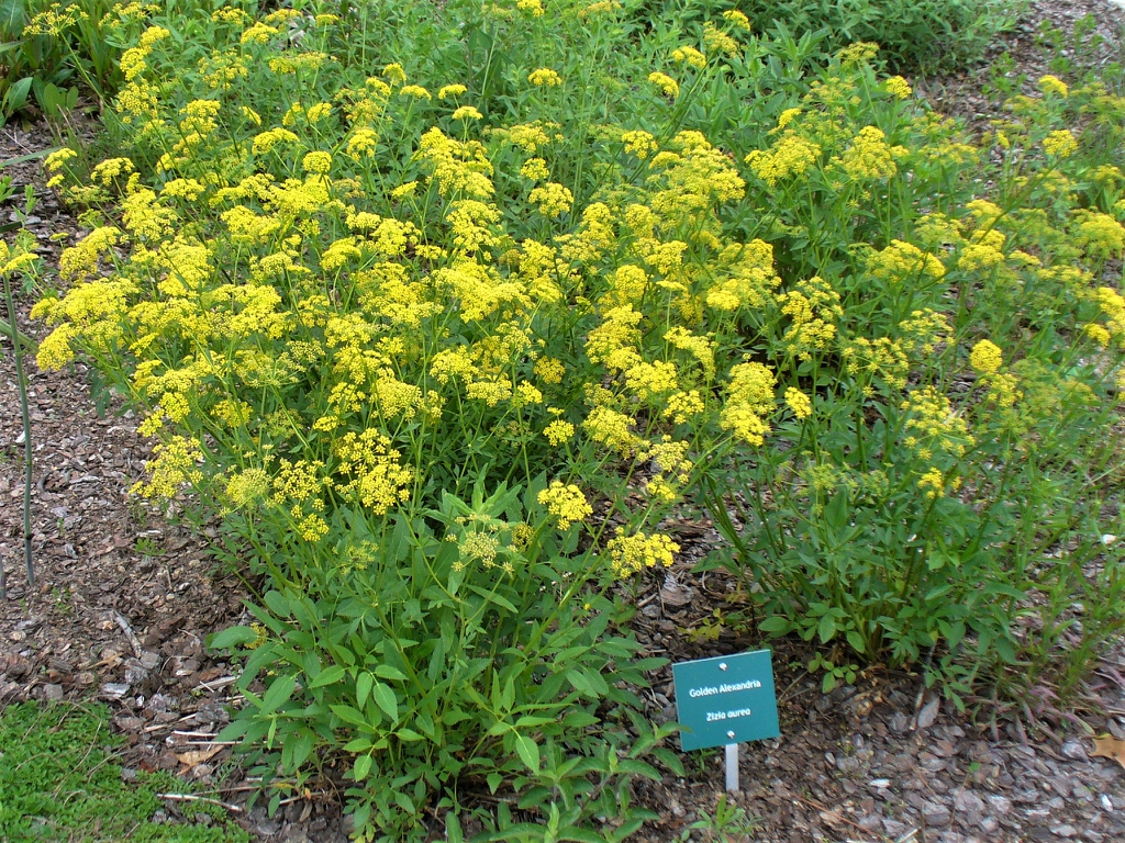 Form of mature plants with gold umbels in spring